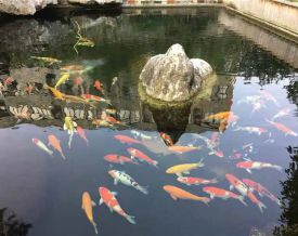 鹽城錦鯉魚池建造、生化過濾系統維護